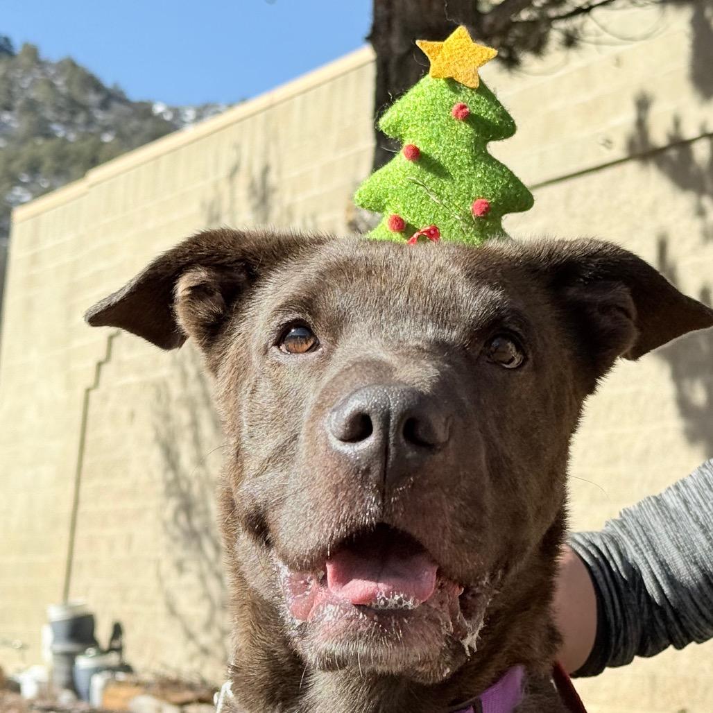 Enlarge Hank, a Adoptable mixed breed in Durango, CO image 5/6
