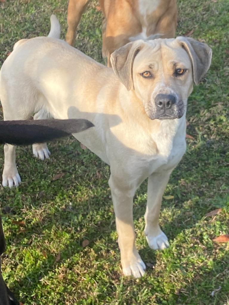 Enlarge Sister, a Adoptable mixed breed in Swainsboro, GA image 2/3