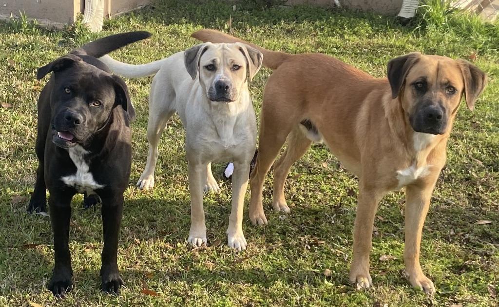 Sister, Adoptable, Young Female Pit Bull Terrier & Labrador Retriever.