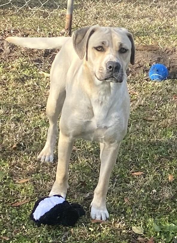 Enlarge Sister, a Adoptable mixed breed in Swainsboro, GA image 3/3