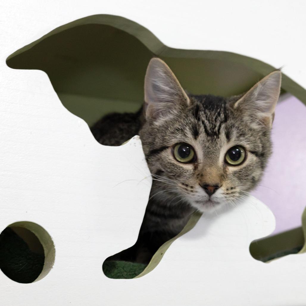 Enlarge Juniper, a Adoptable Domestic Short Hair in McKean, PA image 1/6