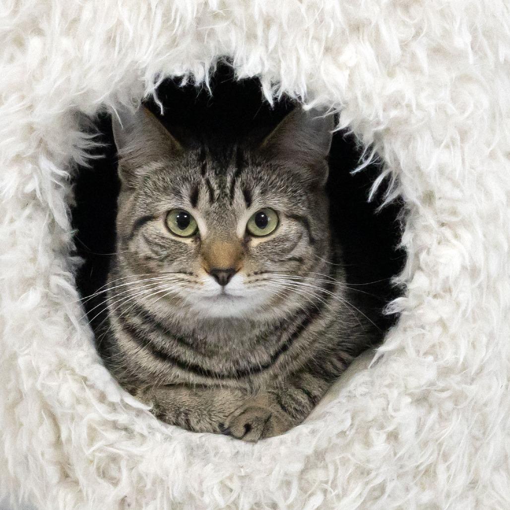 Enlarge Juniper, a Adoptable Domestic Short Hair in McKean, PA image 2/6