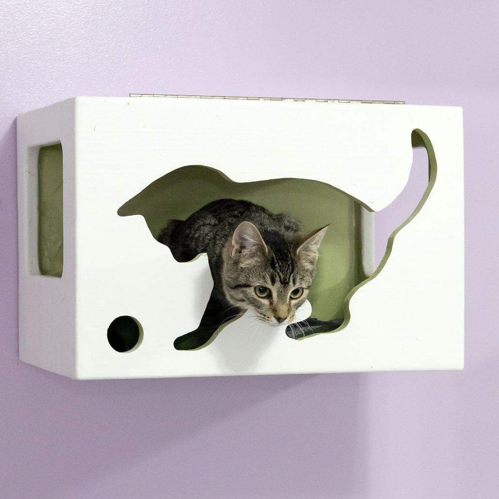 Enlarge Juniper, a Adoptable Domestic Short Hair in McKean, PA image 2/6