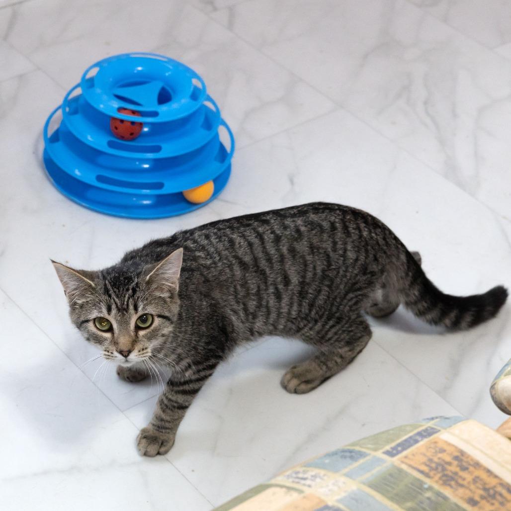 Enlarge Juniper, a Adoptable Domestic Short Hair in McKean, PA image 3/6