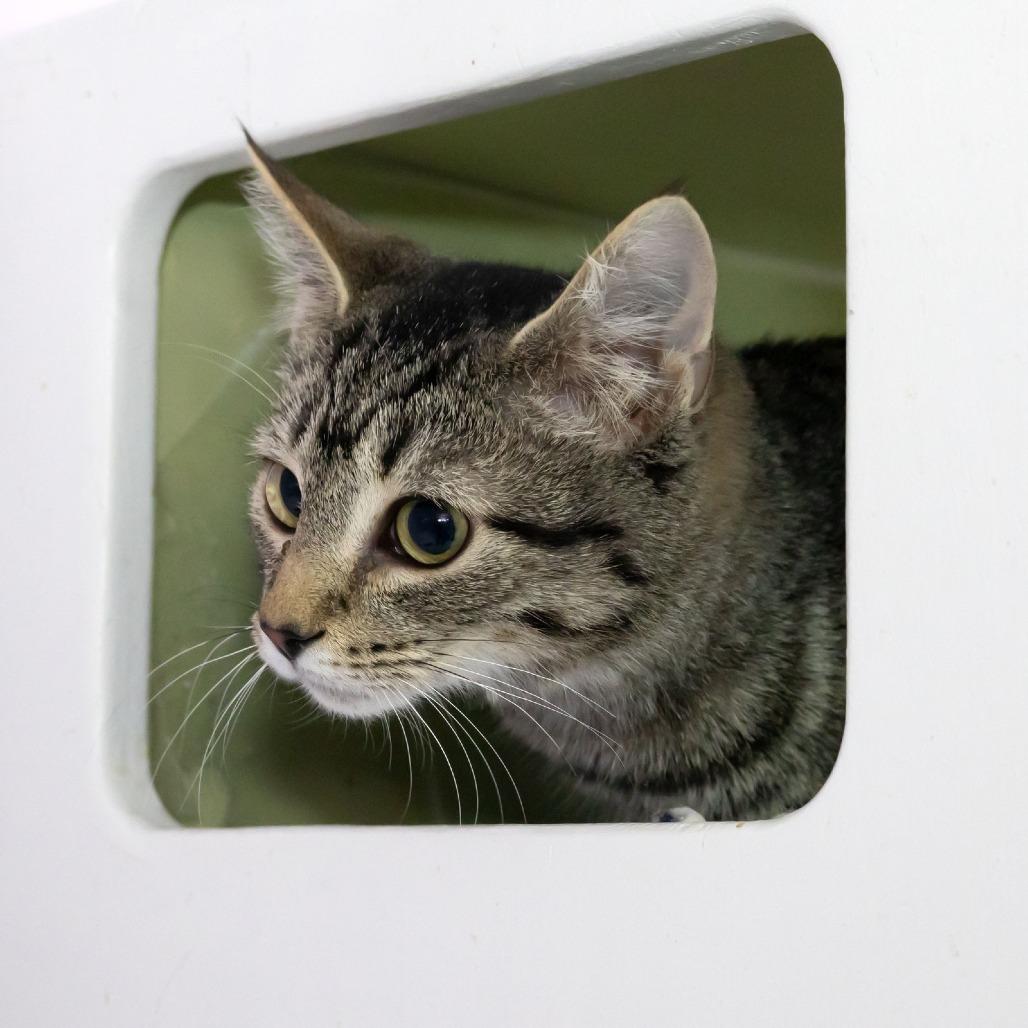 Enlarge Juniper, a Adoptable Domestic Short Hair in McKean, PA image 4/6