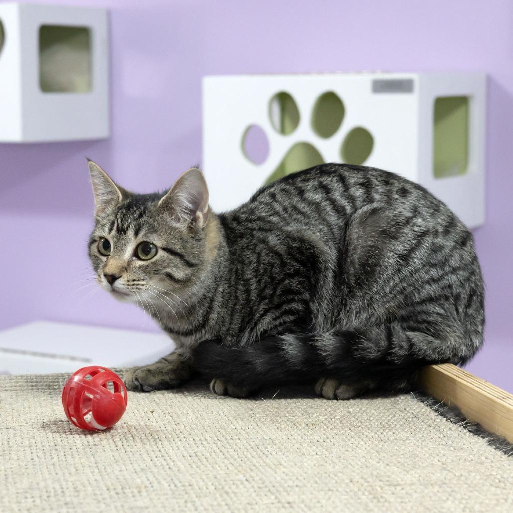 Enlarge Juniper, a Adoptable Domestic Short Hair in McKean, PA image 6/6