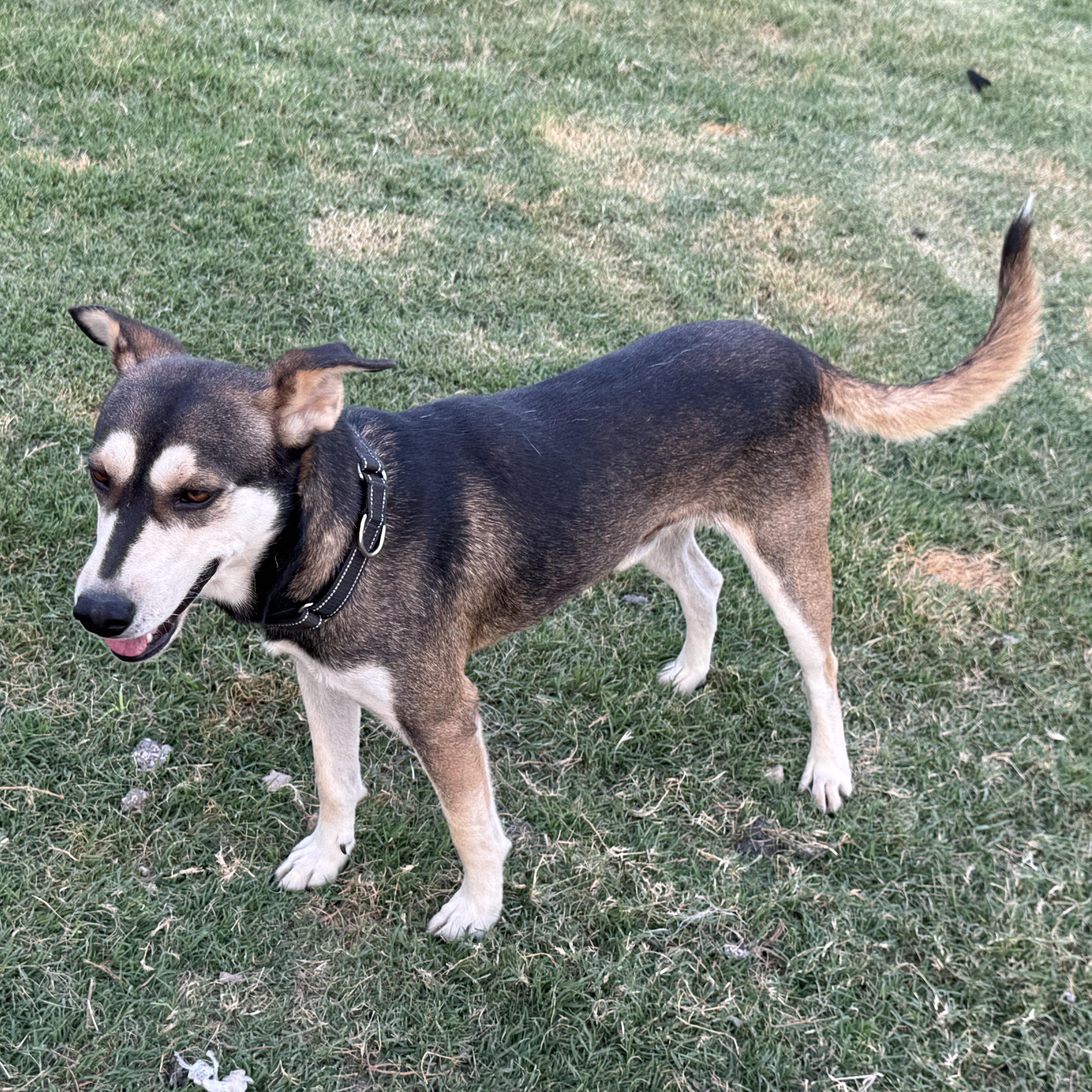 Enlarge BOSCOE, a Adoptable mixed breed in Weatherford, TX image 3/6