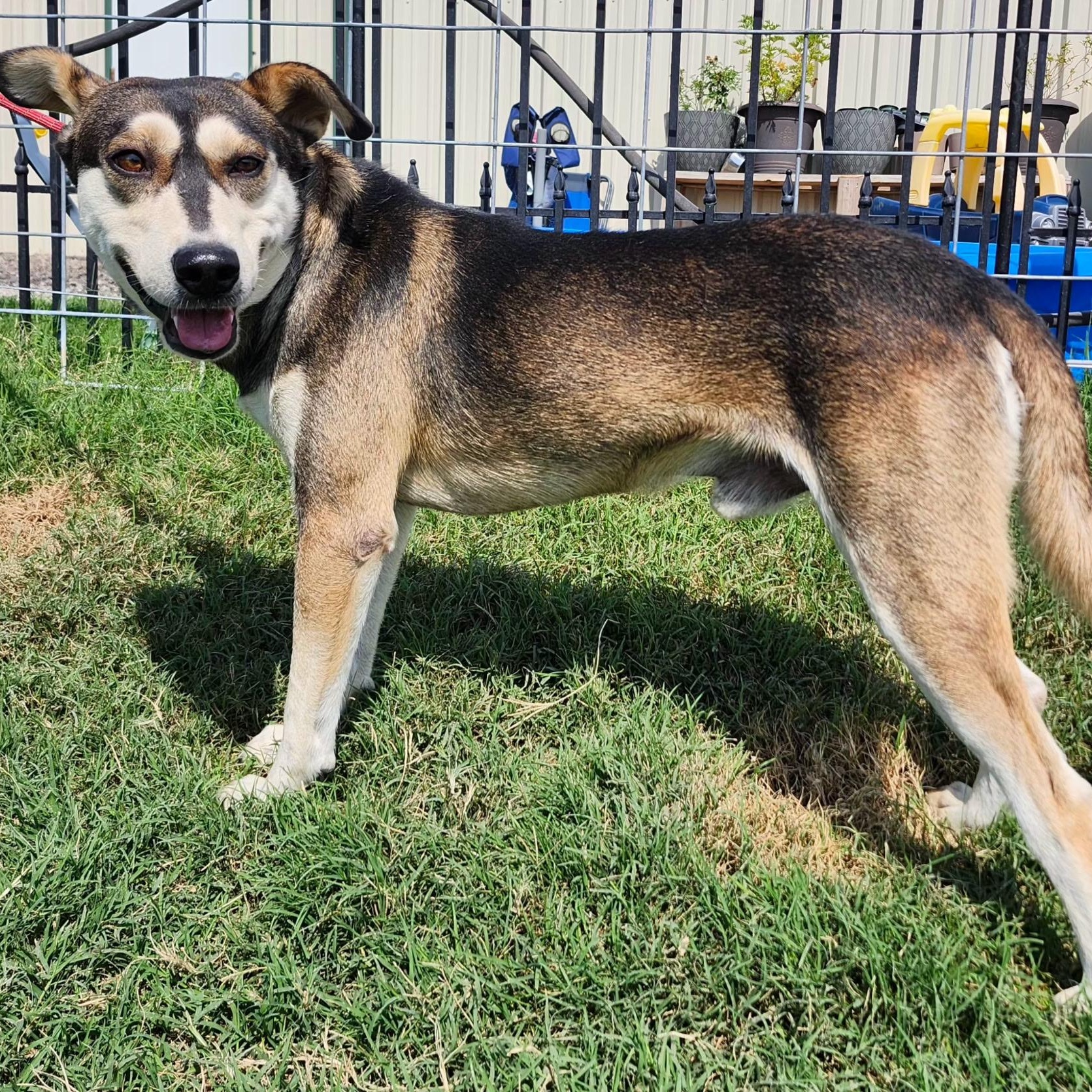Enlarge BOSCOE, a Adoptable mixed breed in Weatherford, TX image 4/6