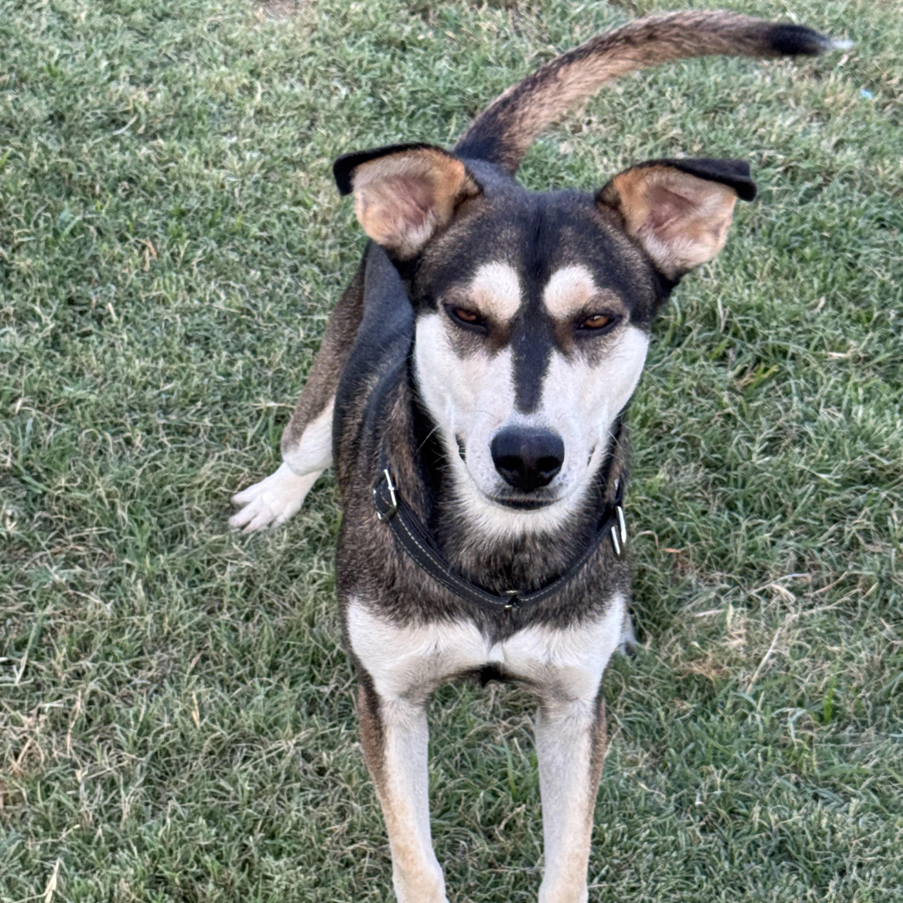 Enlarge BOSCOE, a Adoptable mixed breed in Weatherford, TX image 1/6