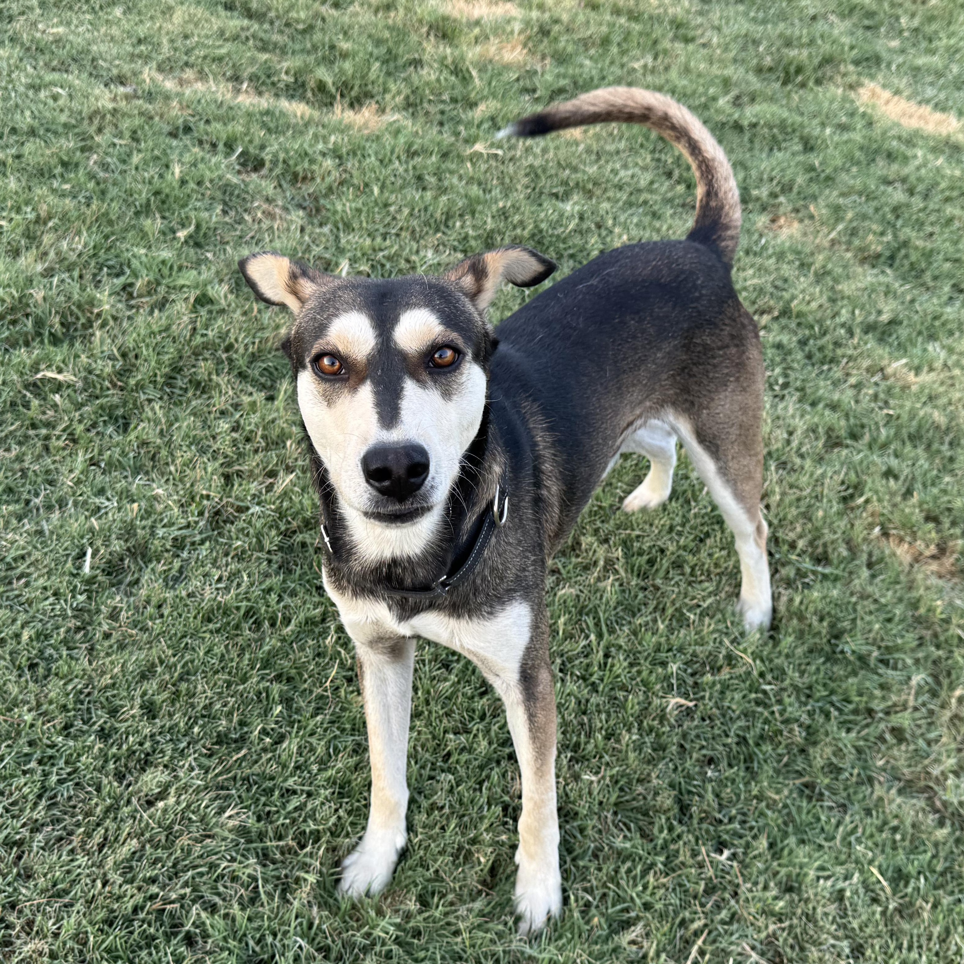 Enlarge BOSCOE, a Adoptable mixed breed in Weatherford, TX image 2/6