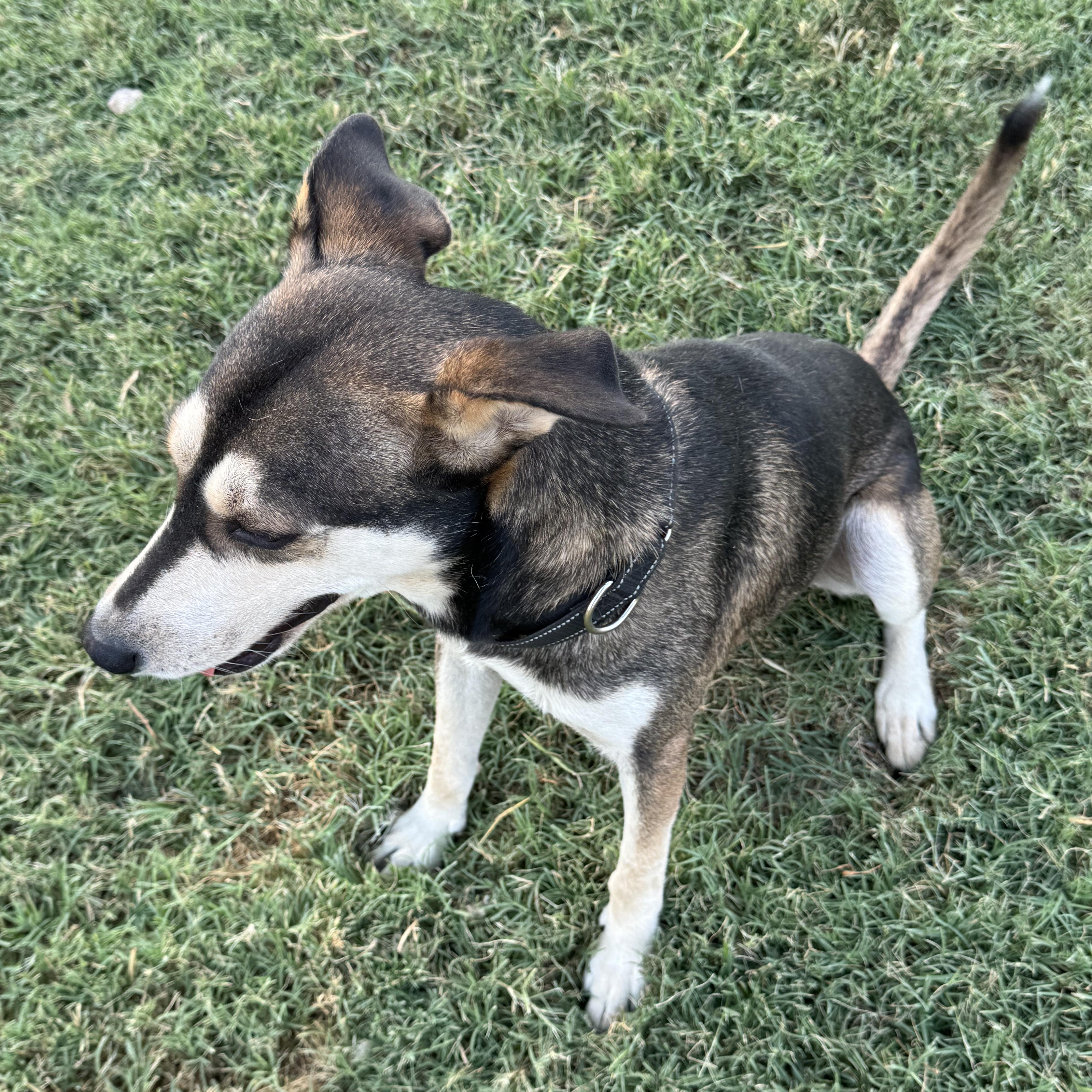Enlarge BOSCOE, a Adoptable mixed breed in Weatherford, TX image 6/6