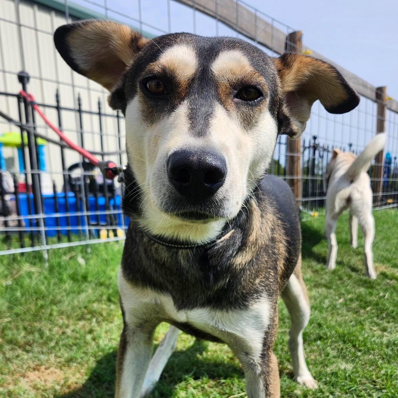 Enlarge BOSCOE, a Adoptable mixed breed in Weatherford, TX image 5/6