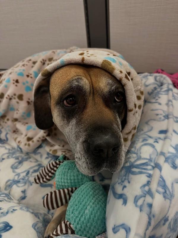 Sera, Adoptable, Adult Female Bullmastiff.