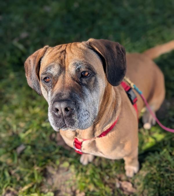 Sera, a Adoptable mixed breed in Healdsburg, CA image 2/4