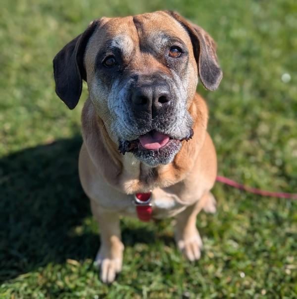 Sera, a Adoptable mixed breed in Healdsburg, CA image 4/4