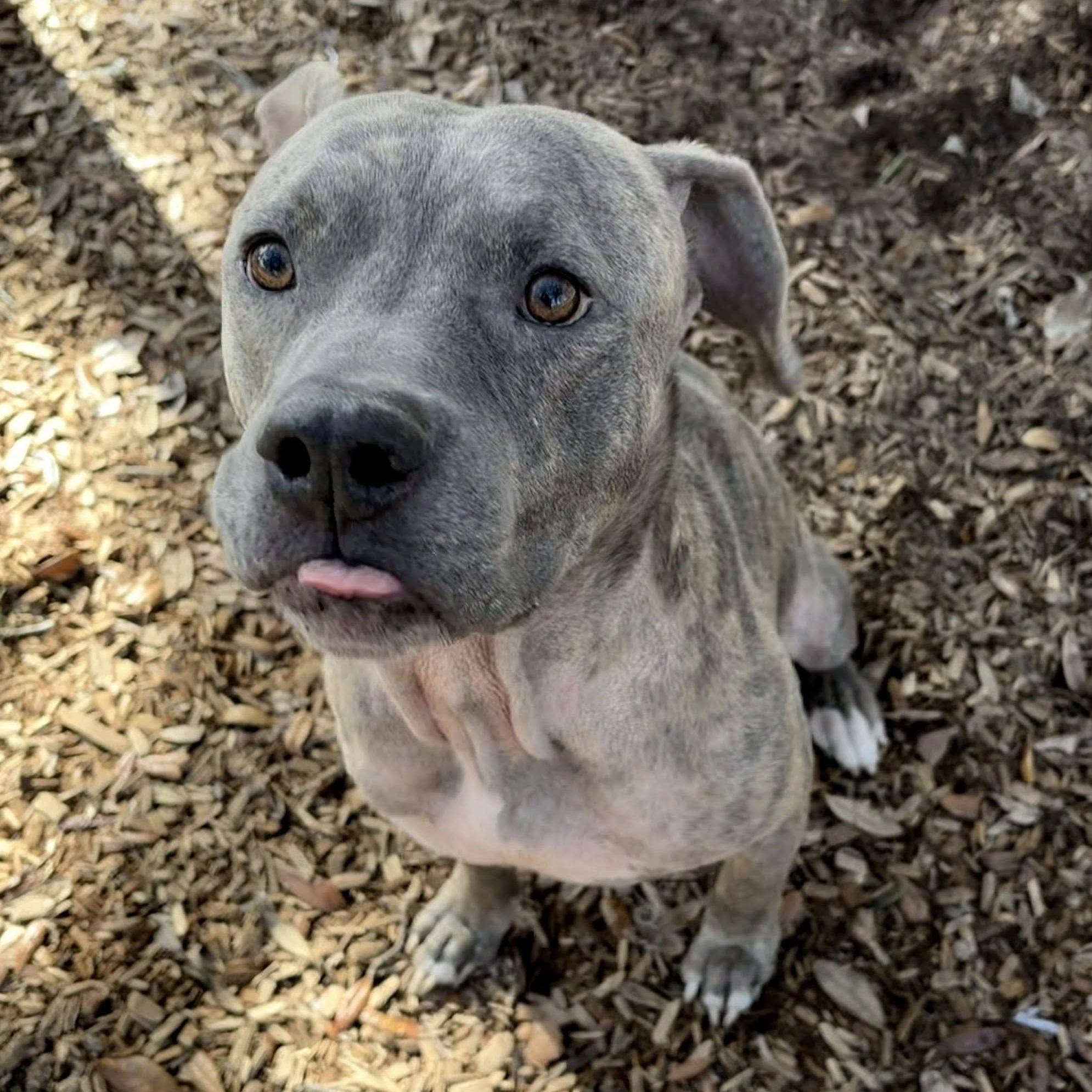 Meech, ADOPTABLE, Young Male Pit Bull Terrier.