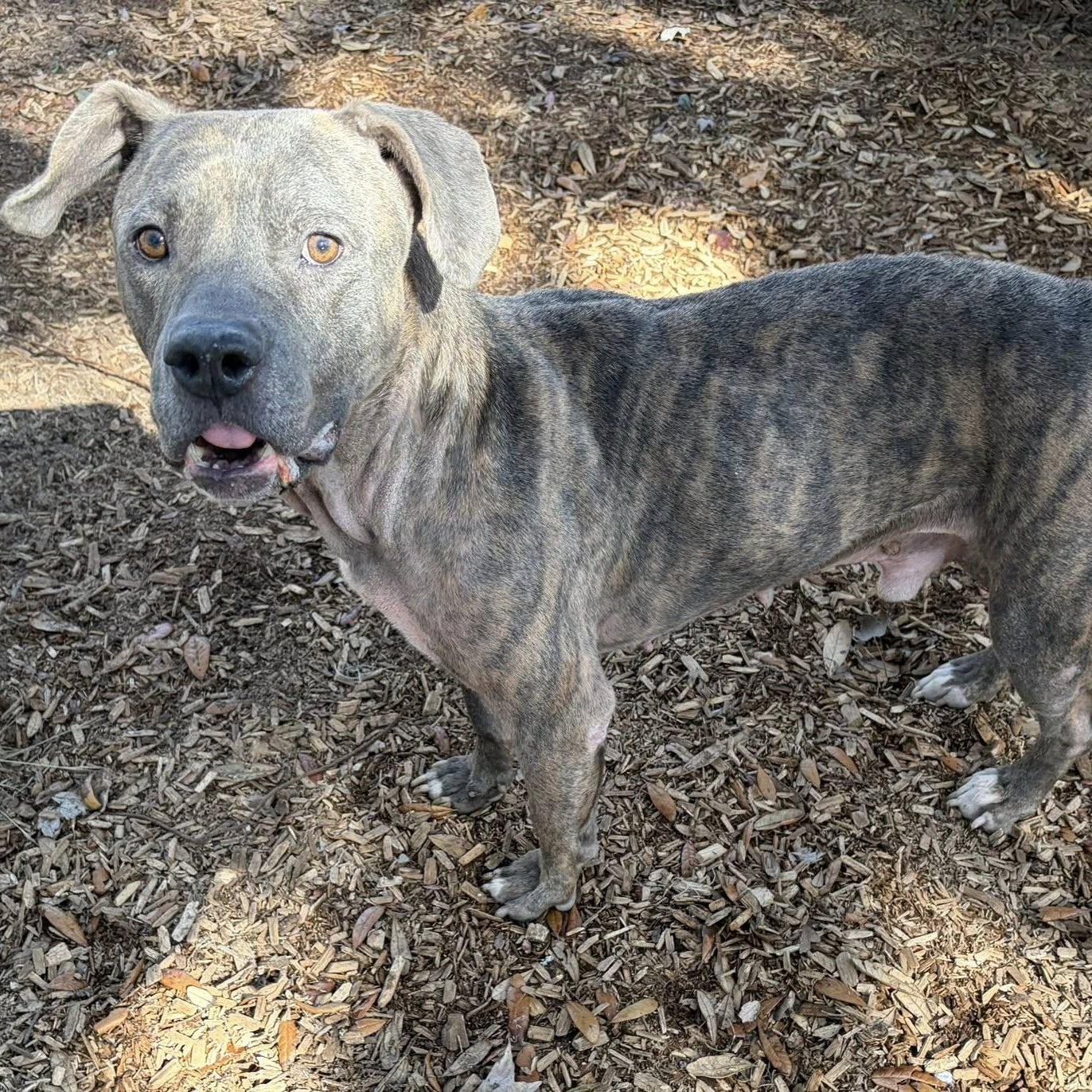 Enlarge Meech, a ADOPTABLE Pit Bull Terrier in St. Augustine, FL image 3/3
