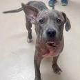 Meech, ADOPTABLE, Young Male Pit Bull Terrier.