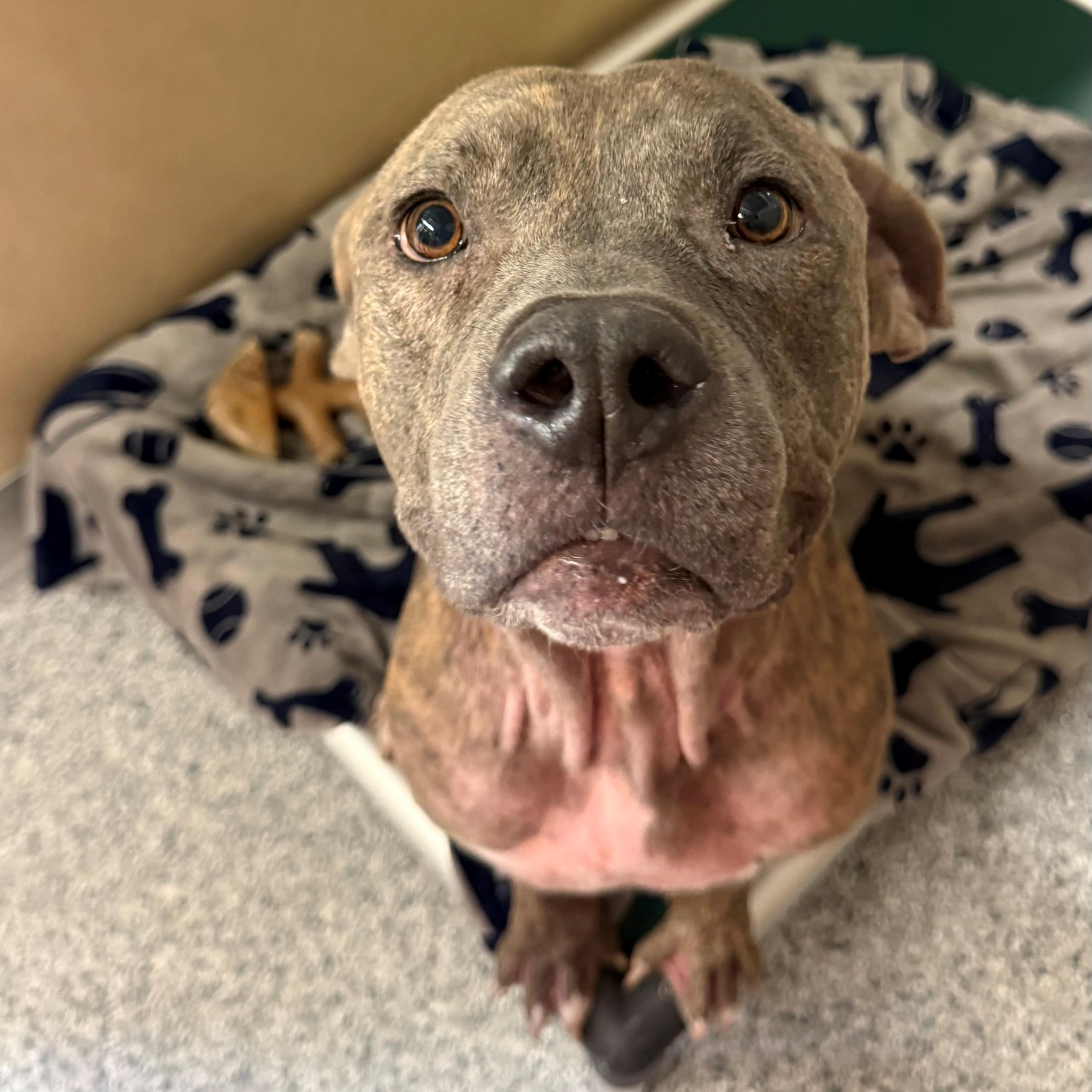 Enlarge Meech, a ADOPTABLE Pit Bull Terrier in St. Augustine, FL image 2/3