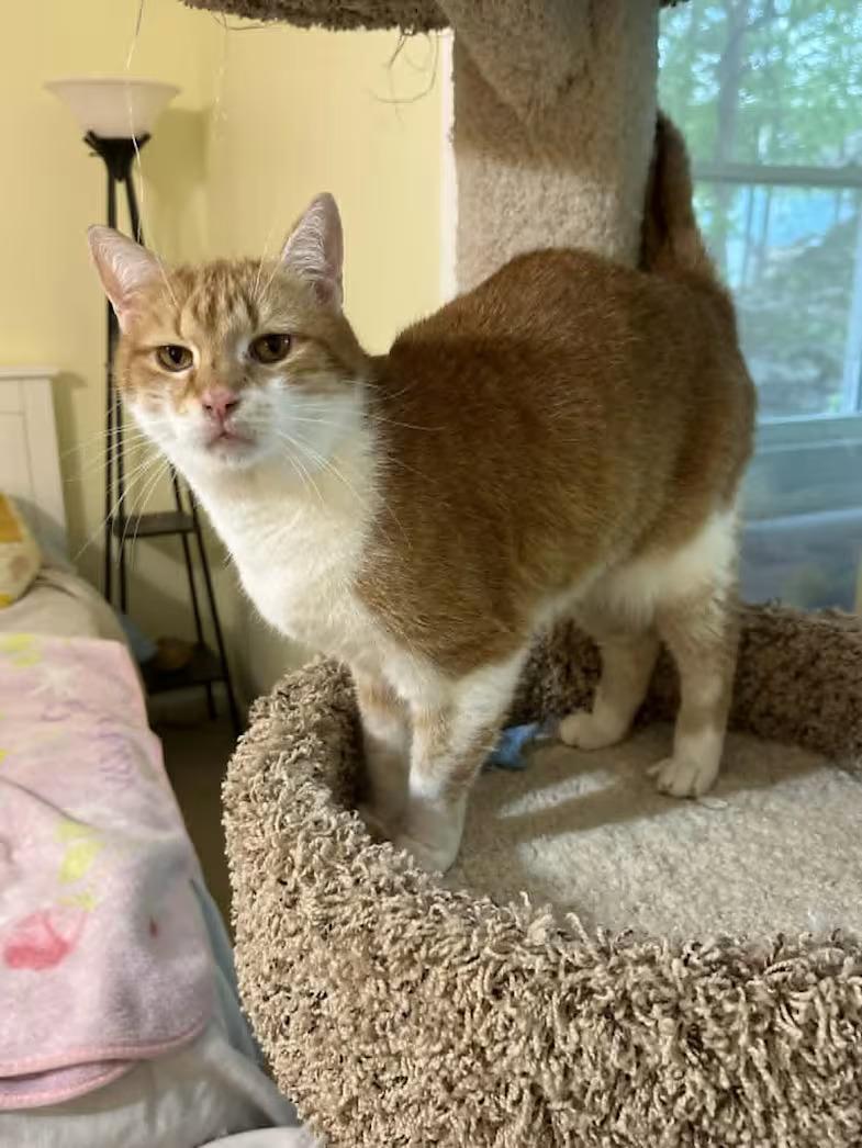 Ginger - Sponsored!, an adoptable Domestic Short Hair in Monterey, VA image 2/4