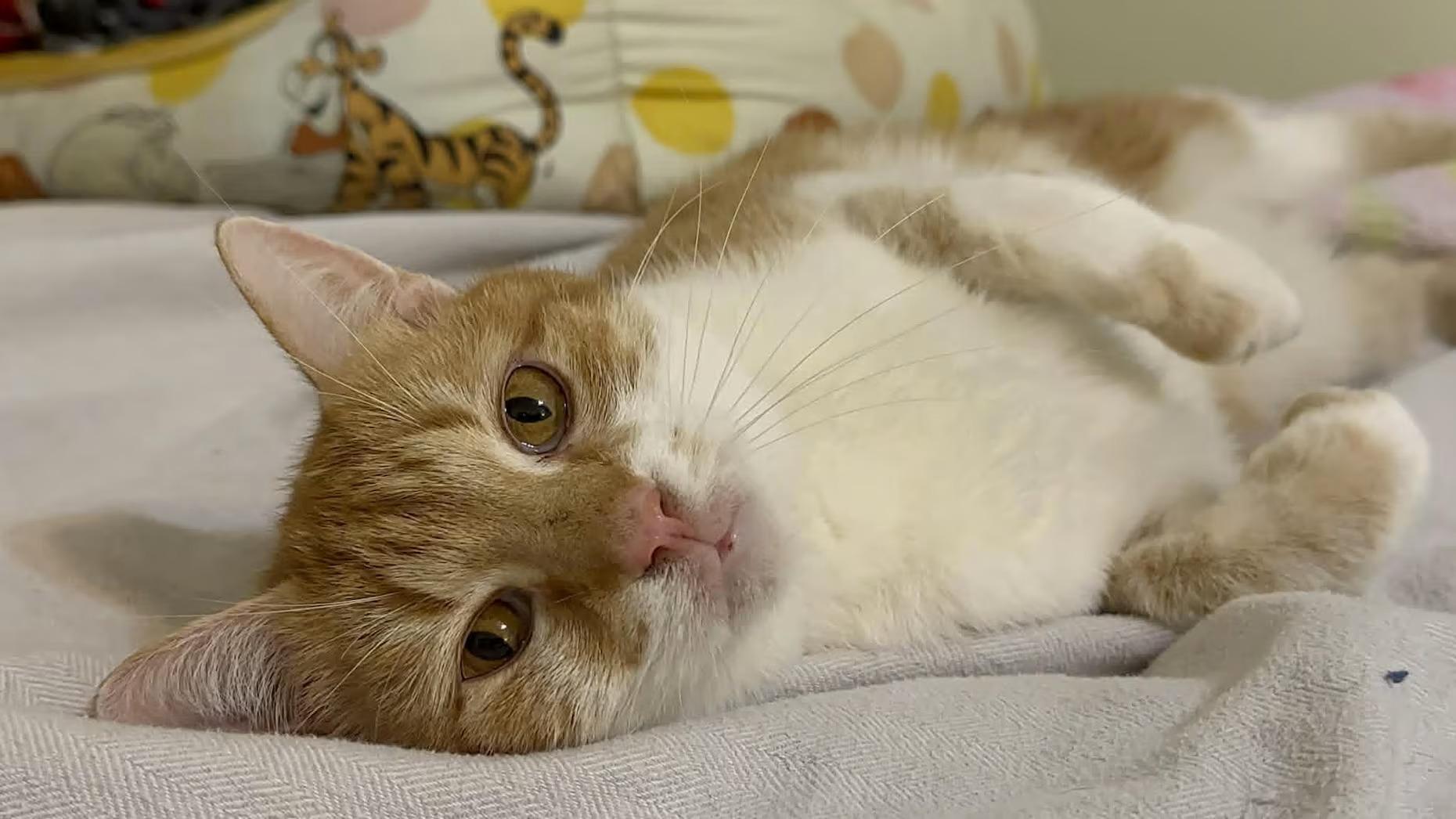 Ginger - Sponsored!, adoptable, Adult Female Domestic Short Hair.