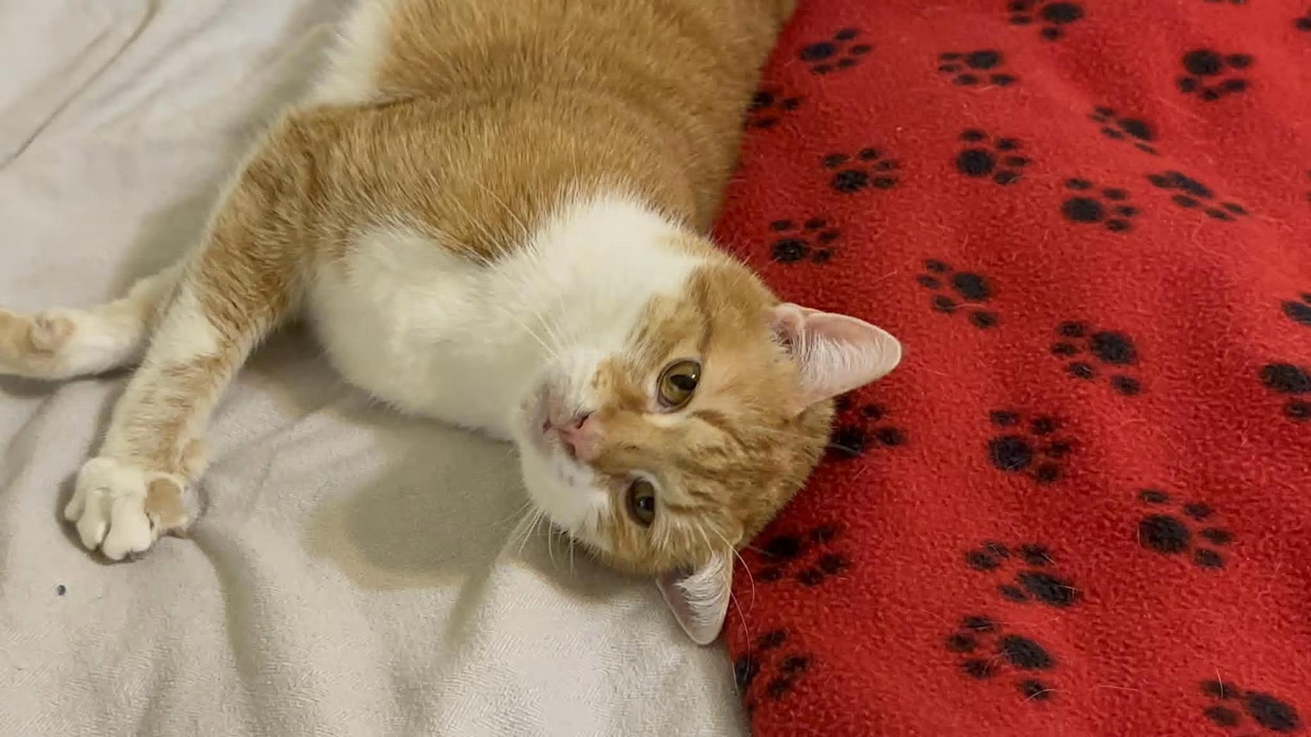 Ginger - Sponsored!, an adoptable Domestic Short Hair in Monterey, VA image 4/4