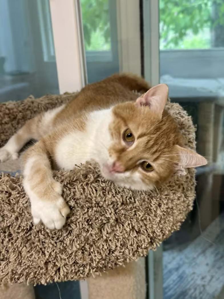Ginger - Sponsored!, an adoptable Domestic Short Hair in Monterey, VA image 3/4