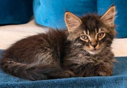 Enlarge Liam, a Adoptable Domestic Short Hair in Battle Creek, MI image 2/3