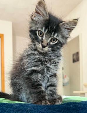 Enlarge Liam, a Adoptable Domestic Short Hair in Battle Creek, MI image 3/3