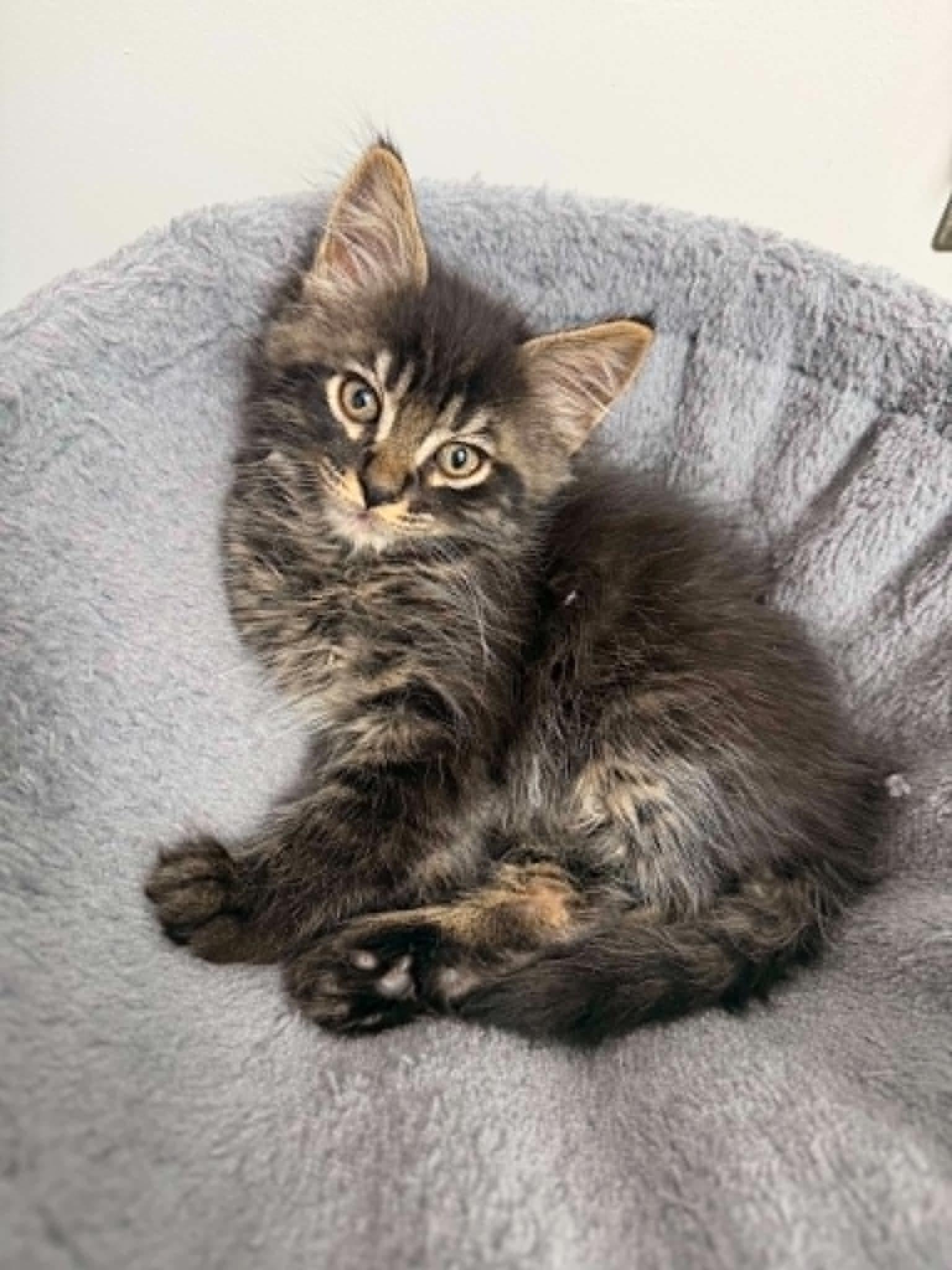 Enlarge Liam, a Adoptable Domestic Short Hair in Battle Creek, MI image 1/3