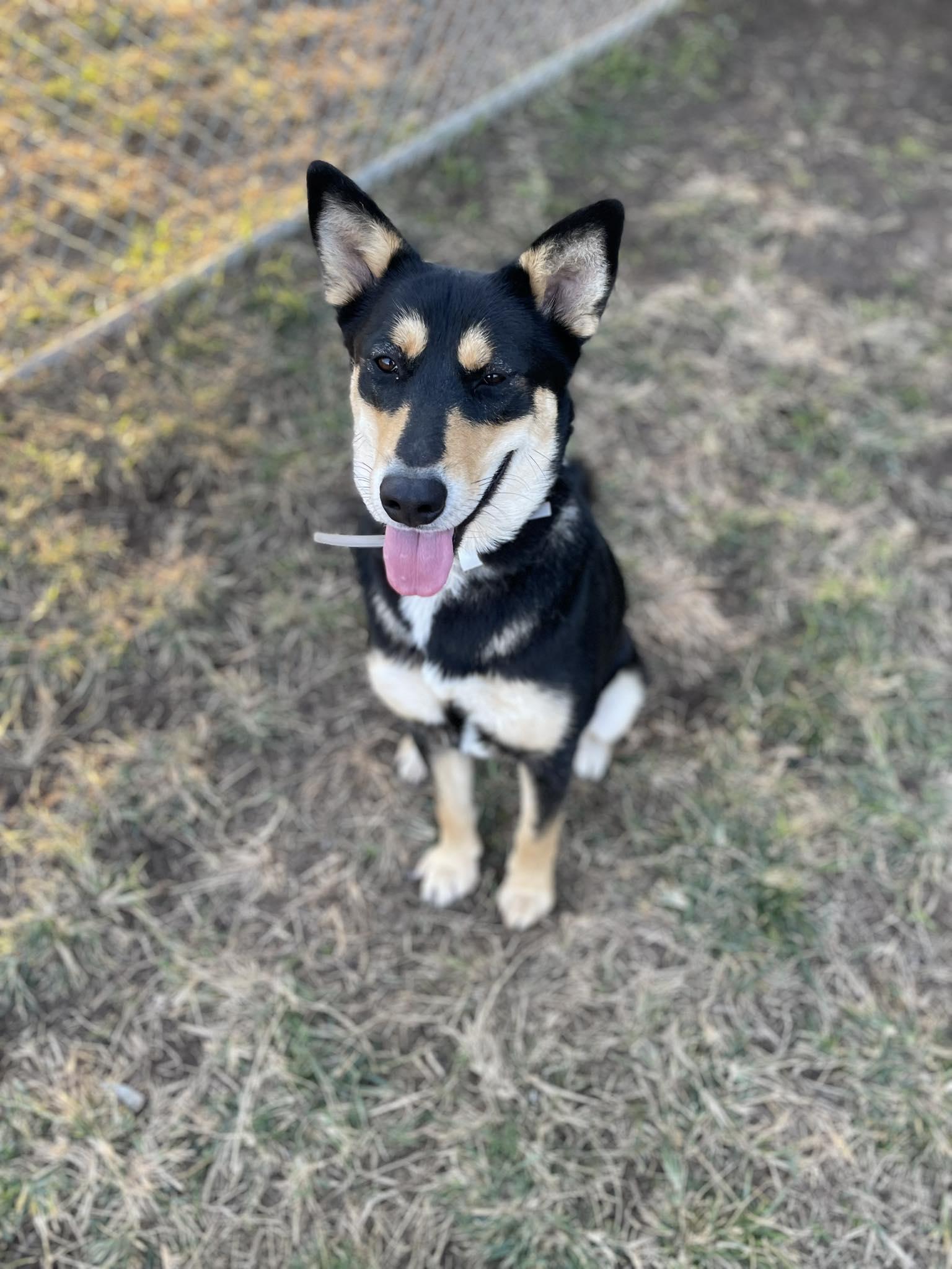 Enlarge Carmela - 1 1/2 YO Female Carolina Dog/Kelpie mix - dog friendly, spayed, friendly, a hold mixed breed in ORLAND PARK, IL image 3/6