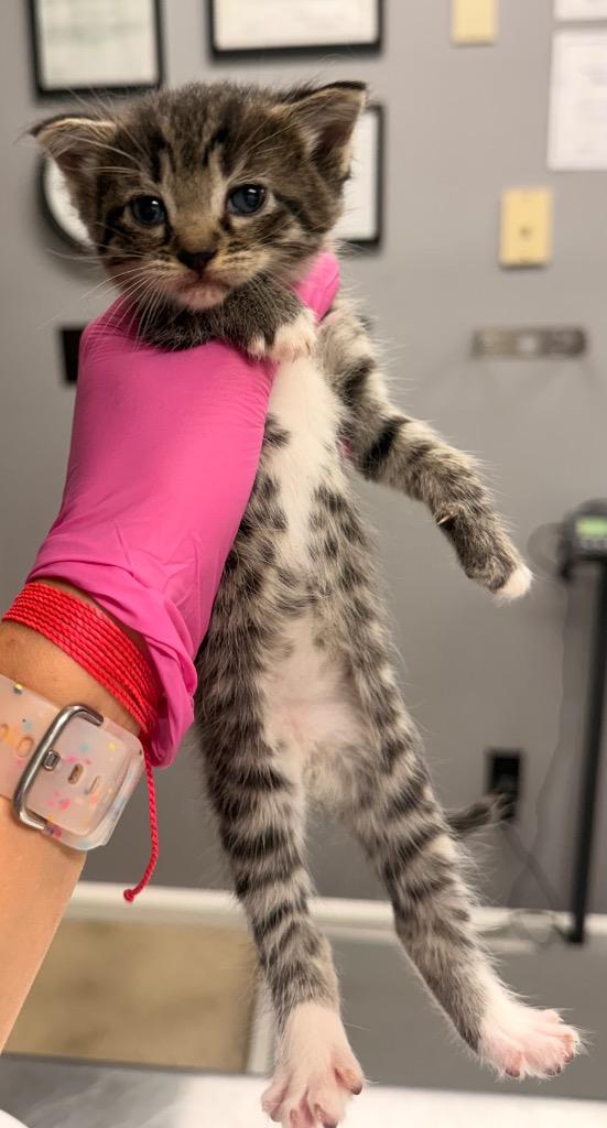Katz, Adoptable, Kitten Female Domestic Medium Hair.