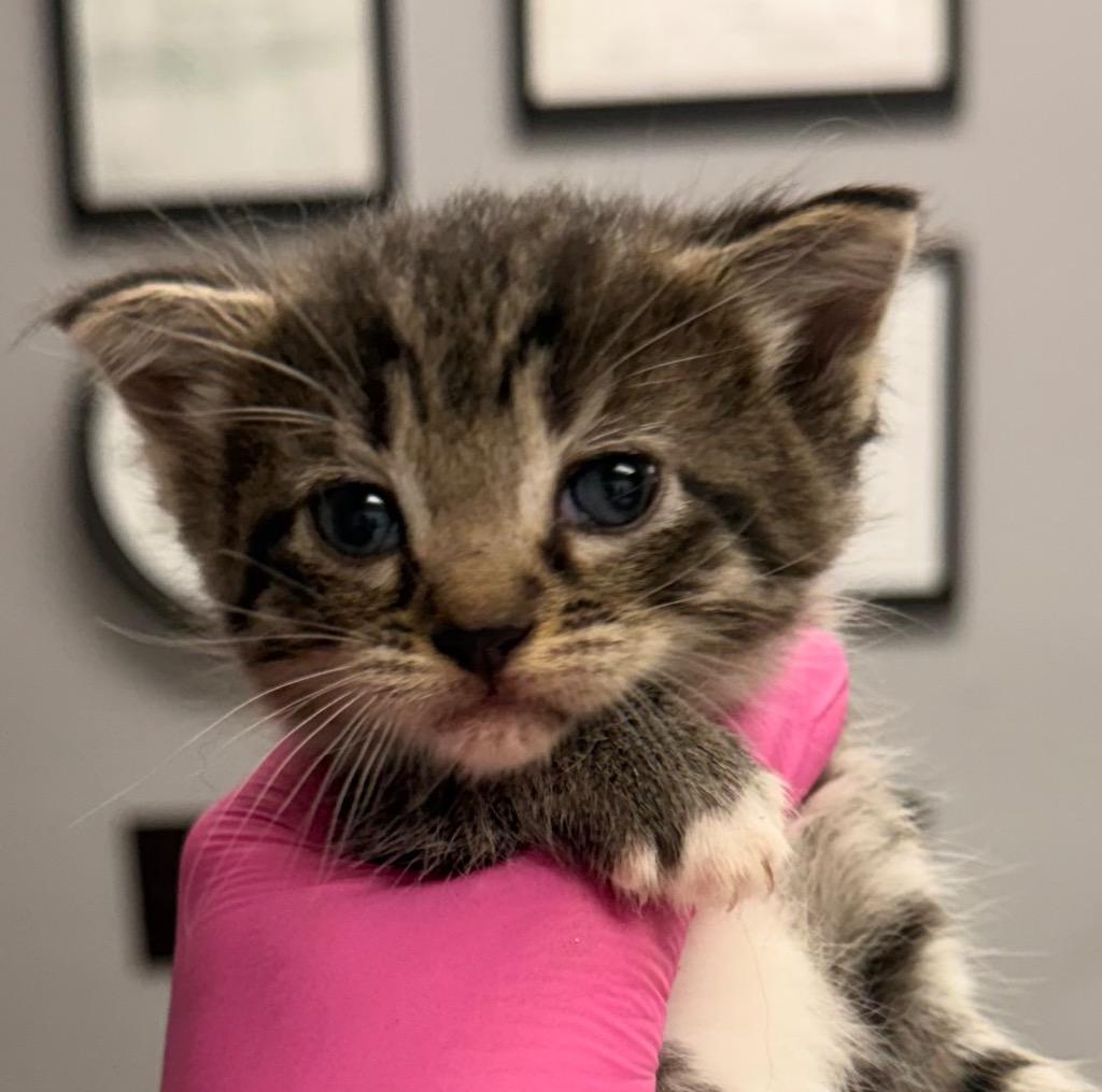 Katz, a Adoptable mixed breed in Burnsville, NC image 2/2