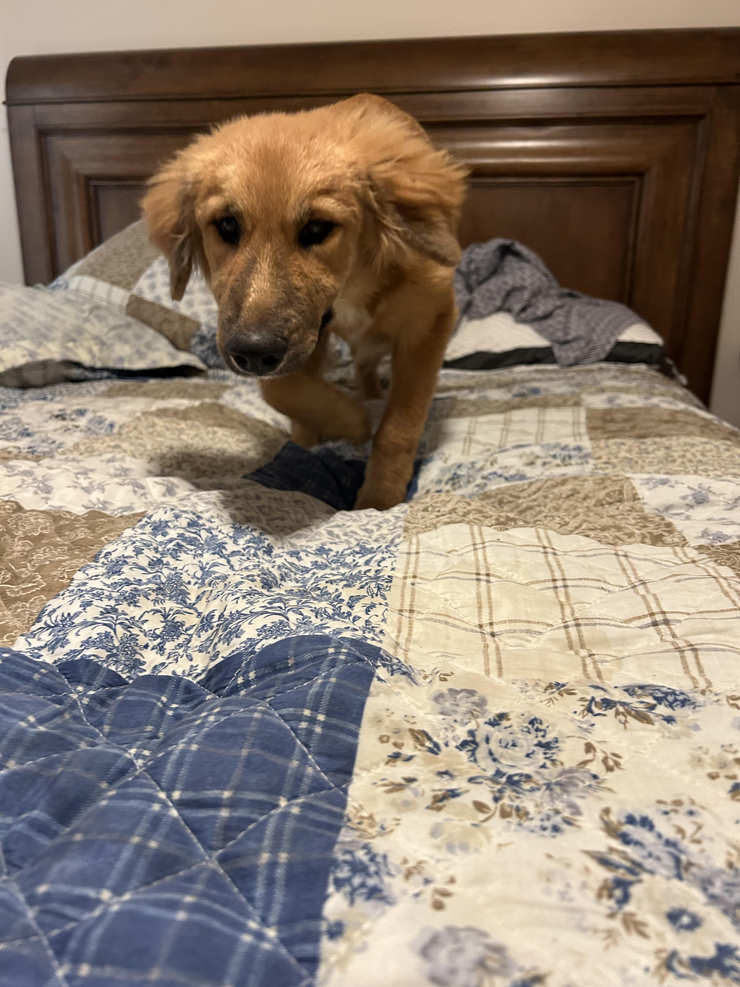 Enlarge Sunflower, a Adopted Golden Retriever in Jacksonville, FL image 2/5