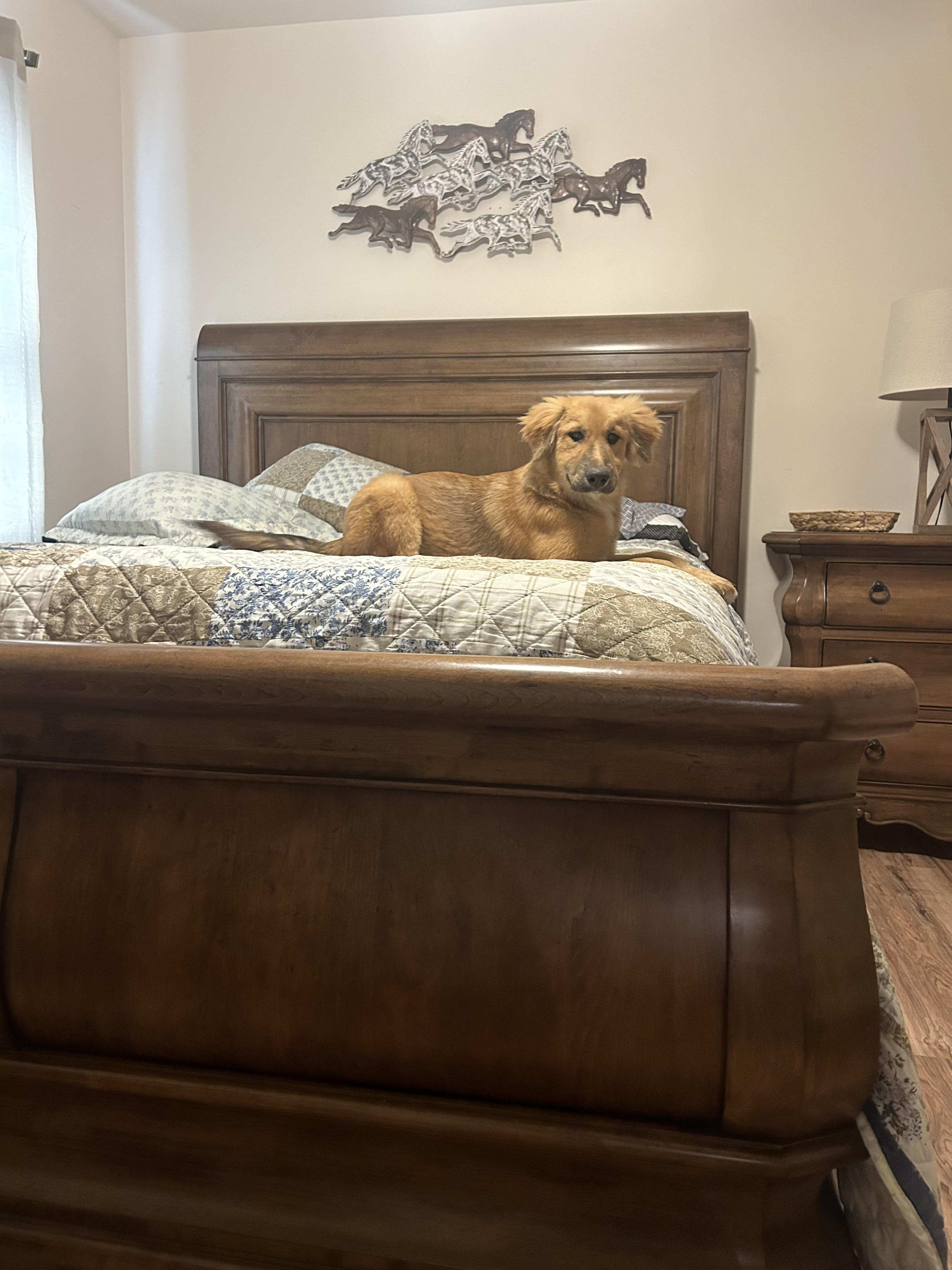 Enlarge Sunflower, a Adopted Golden Retriever in Jacksonville, FL image 3/5