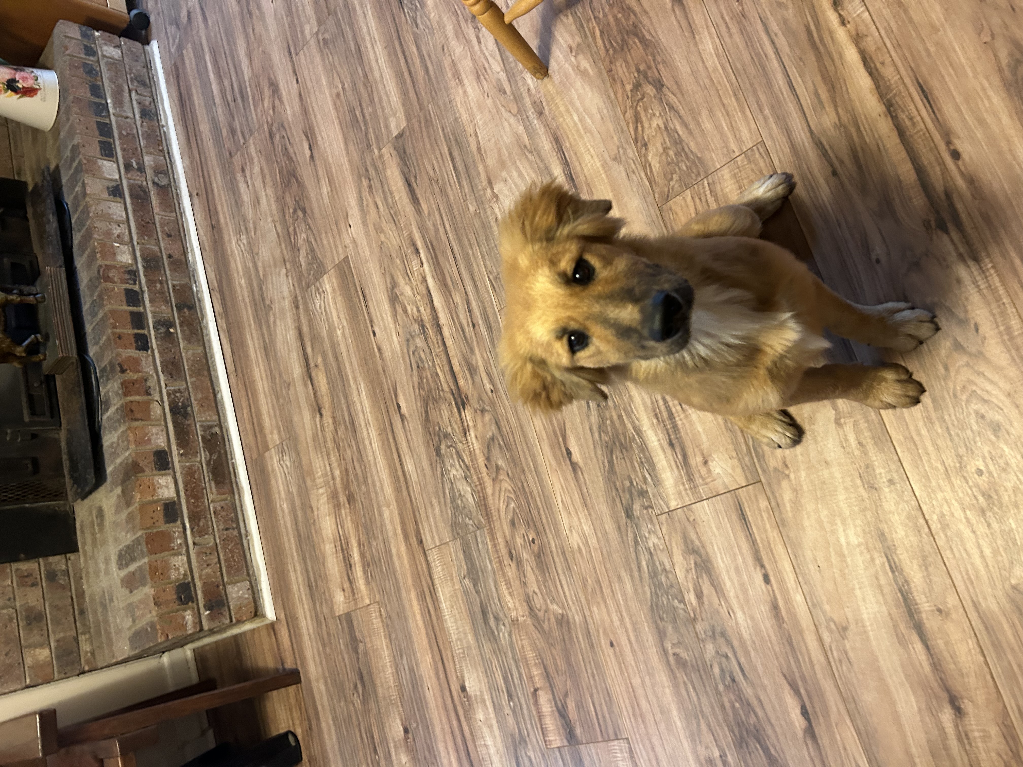Sunflower, Adopted, Puppy Female Golden Retriever.
