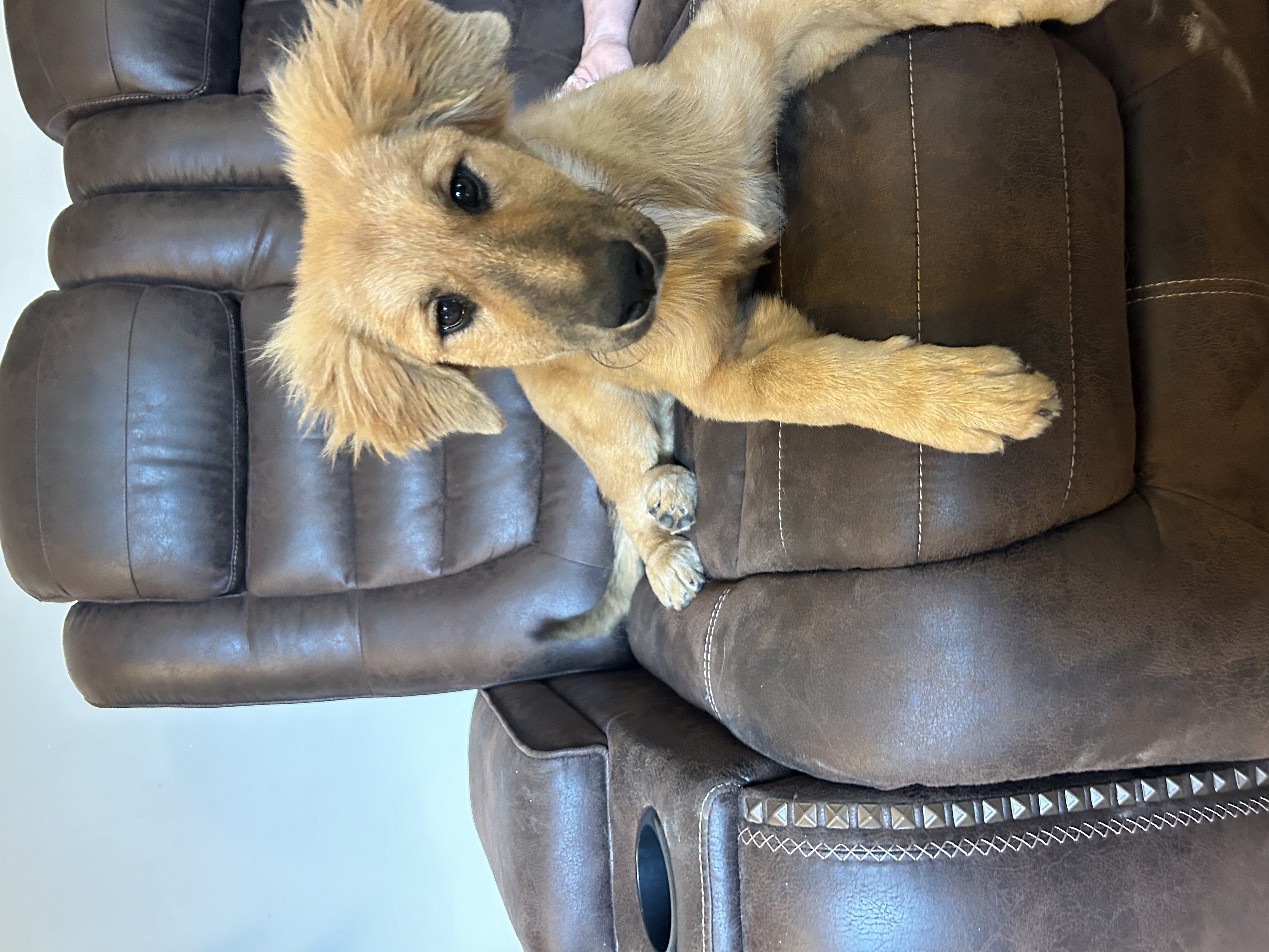 Enlarge Sunflower, a Adopted Golden Retriever in Jacksonville, FL image 4/5