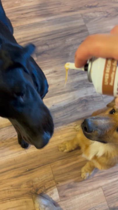 Enlarge Sunflower, a Adopted Golden Retriever in Jacksonville, FL video 5/5