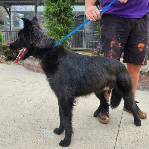 Donner, Adoptable, Young Male Border Collie & Belgian Shepherd / Malinois.