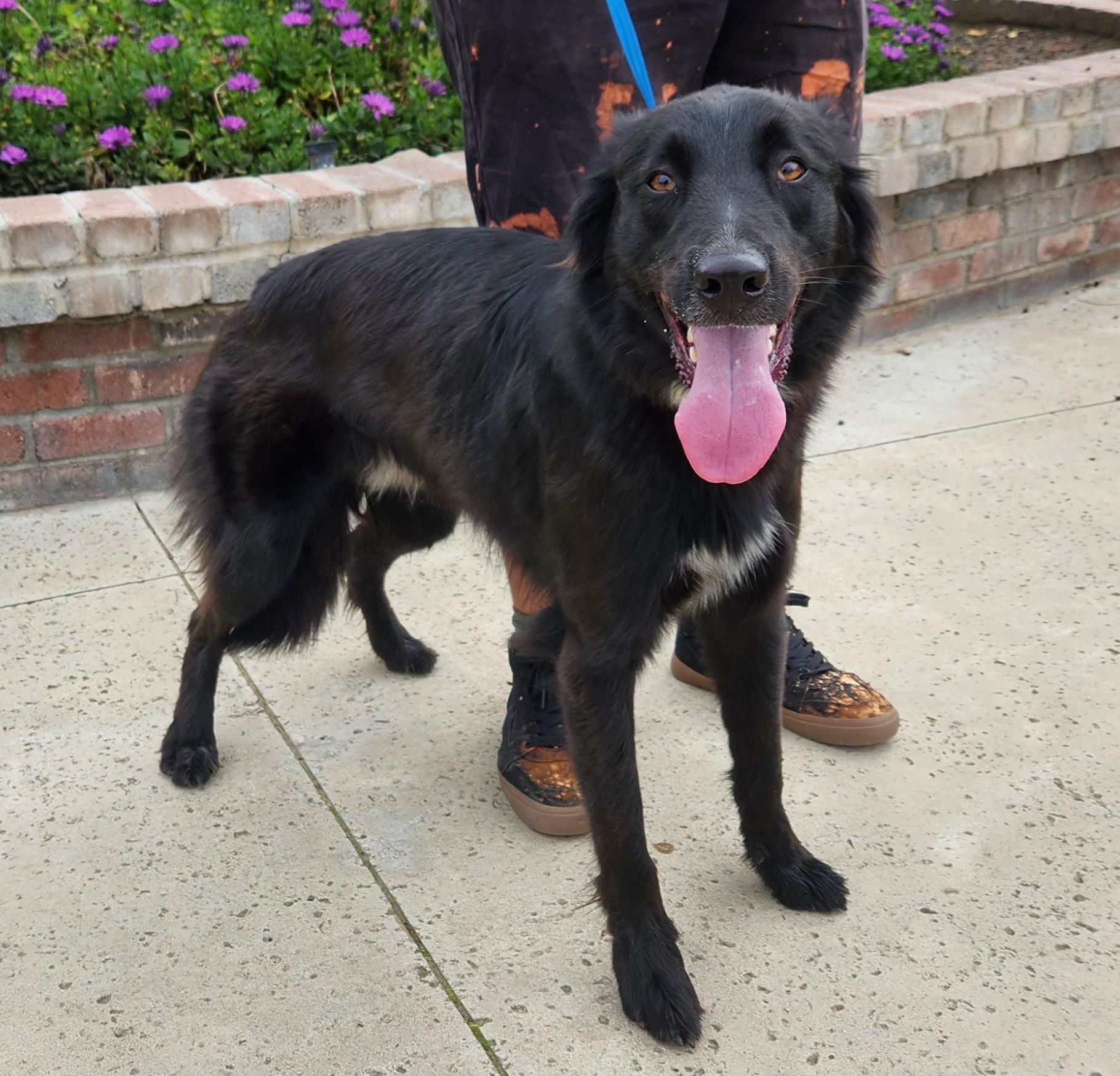 Enlarge Donner, a Adoptable mixed breed in Lathrop, CA image 2/3
