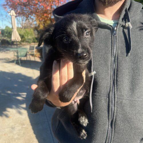 Enlarge Donner, a Adoptable mixed breed in Lathrop, CA image 2/2