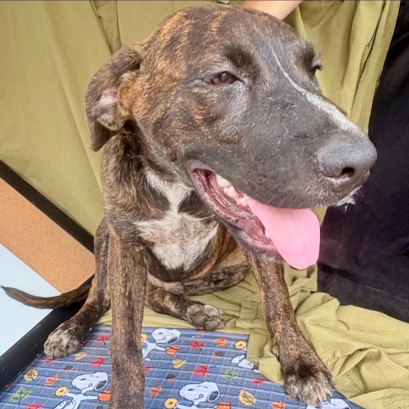 River, a Adoptable mixed breed in McKinney, TX image 3/4