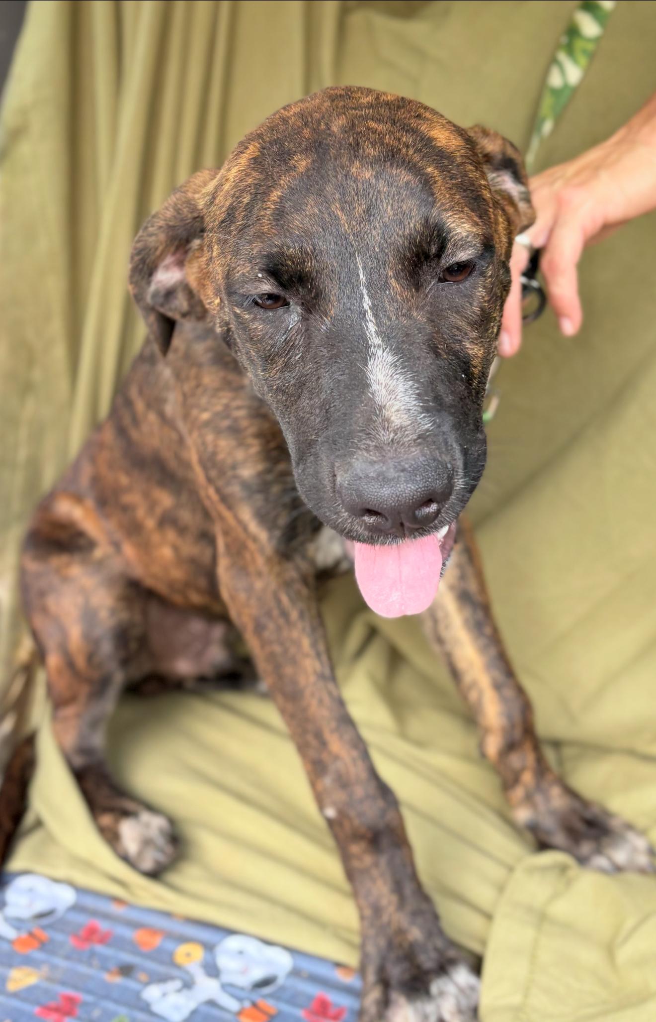 River, a Adoptable mixed breed in McKinney, TX image 1/4