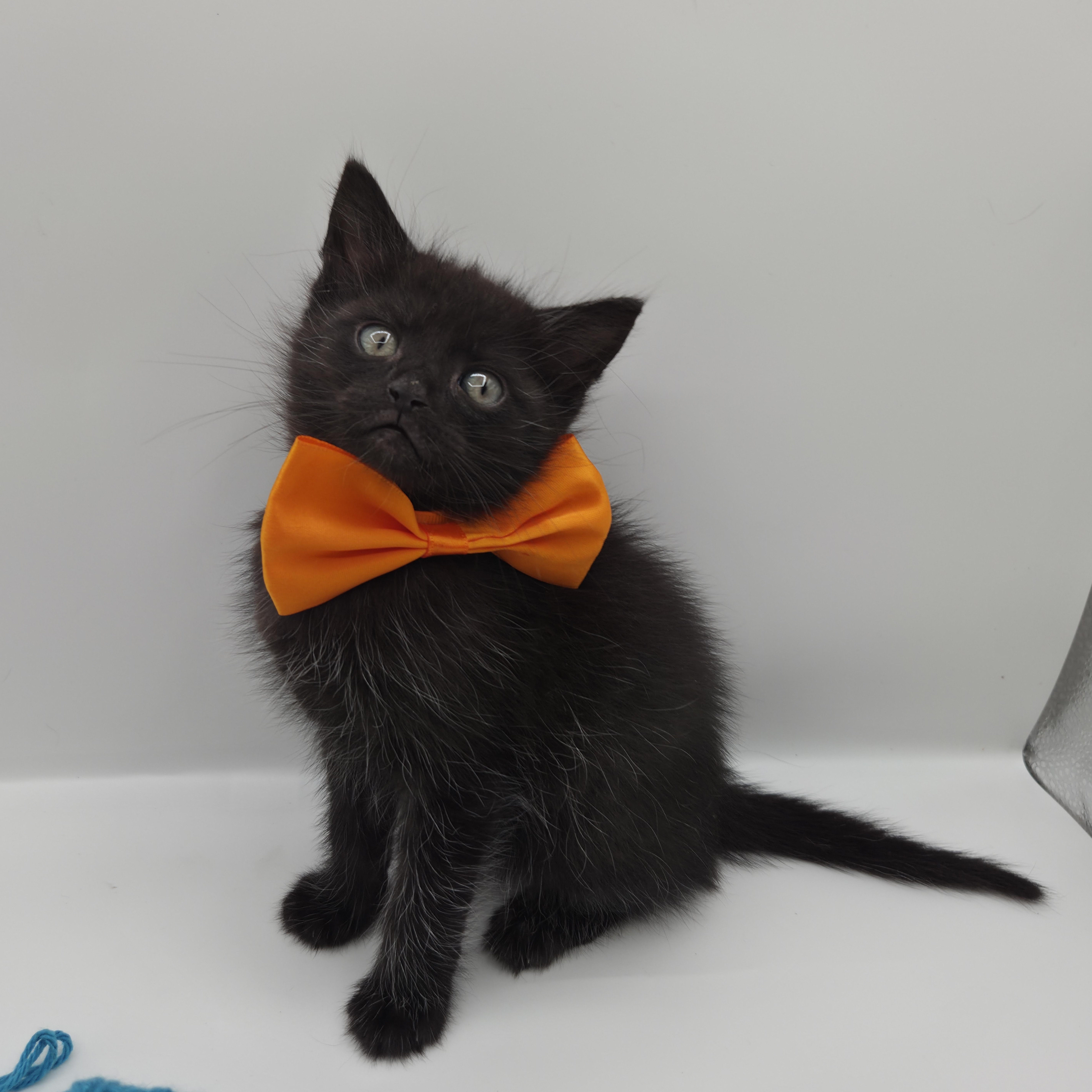 Enlarge Astro, a ADOPTABLE mixed breed in Farmington, CT image 1/5