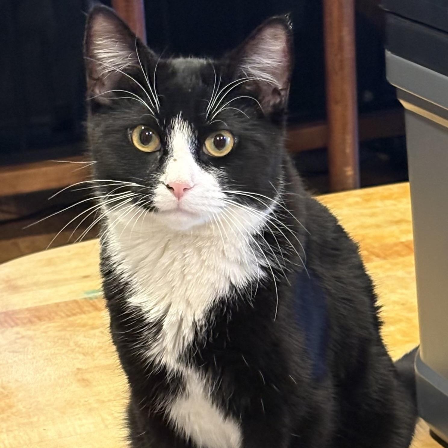 Sylvester, ADOPTABLE, Young Male Domestic Short Hair.