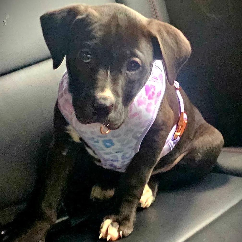 Whoopsie (Lilly), Adoptable, Puppy Female Labrador Retriever & Mixed Breed.