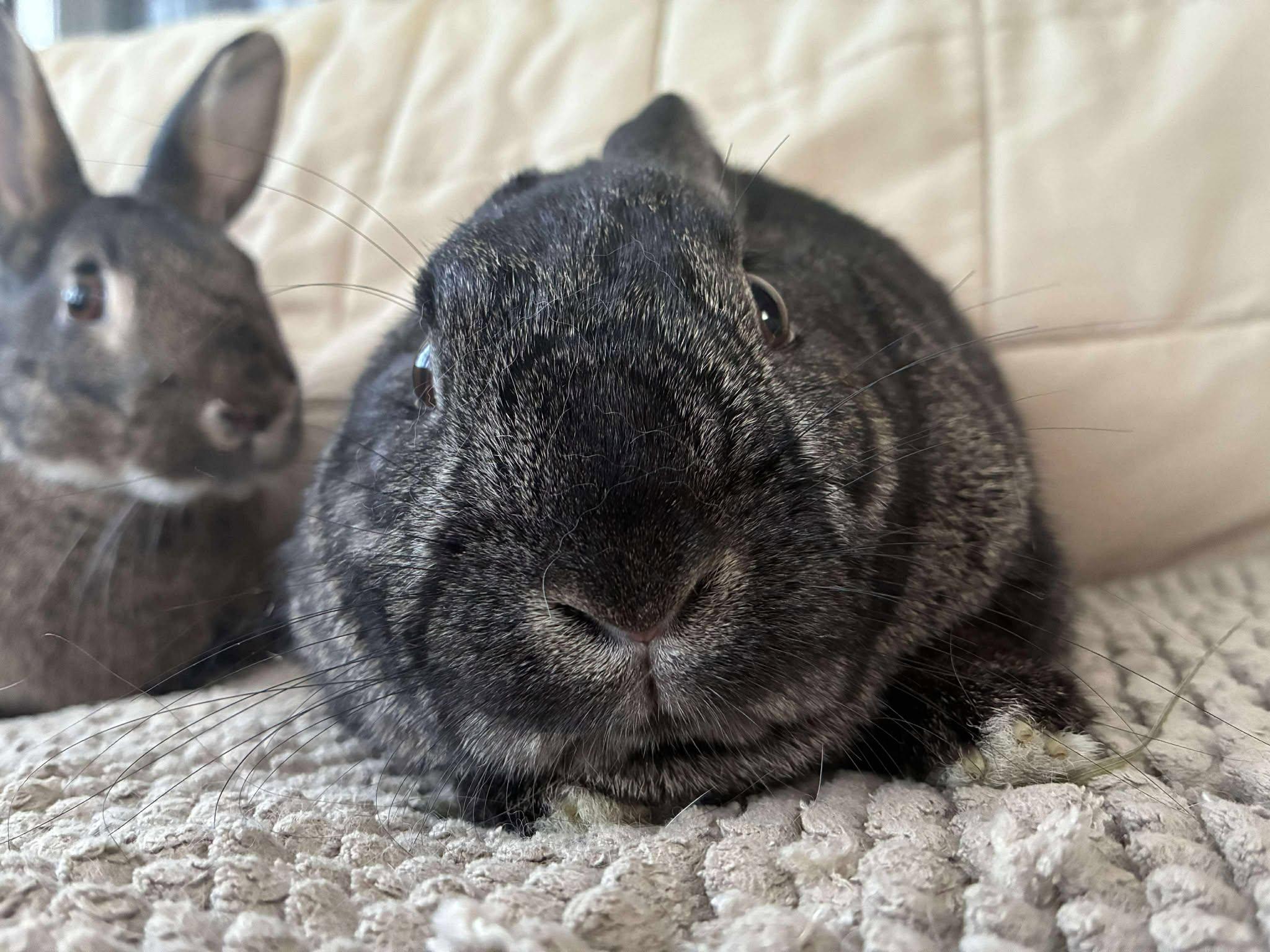 Fawn (dark brown) *bonded with Rupert*, Adoptable, Adult Female Bunny Rabbit.