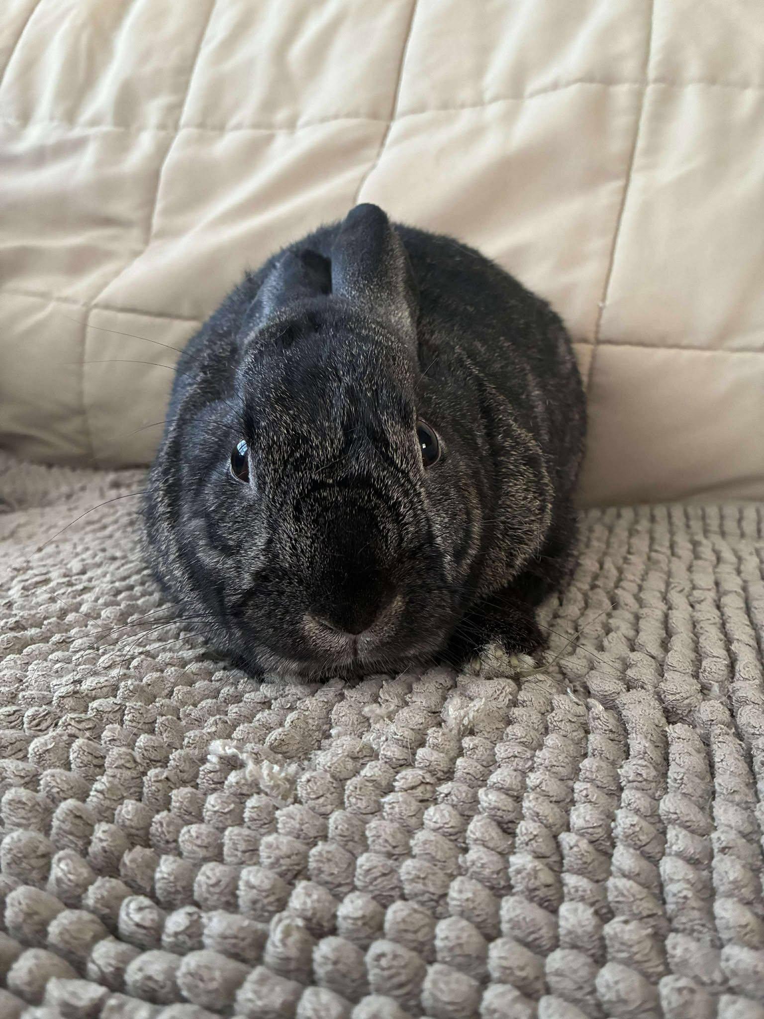 Enlarge Fawn (dark brown) *bonded with Rupert*, a Adoptable mixed breed in Westbrook, ME image 4/5