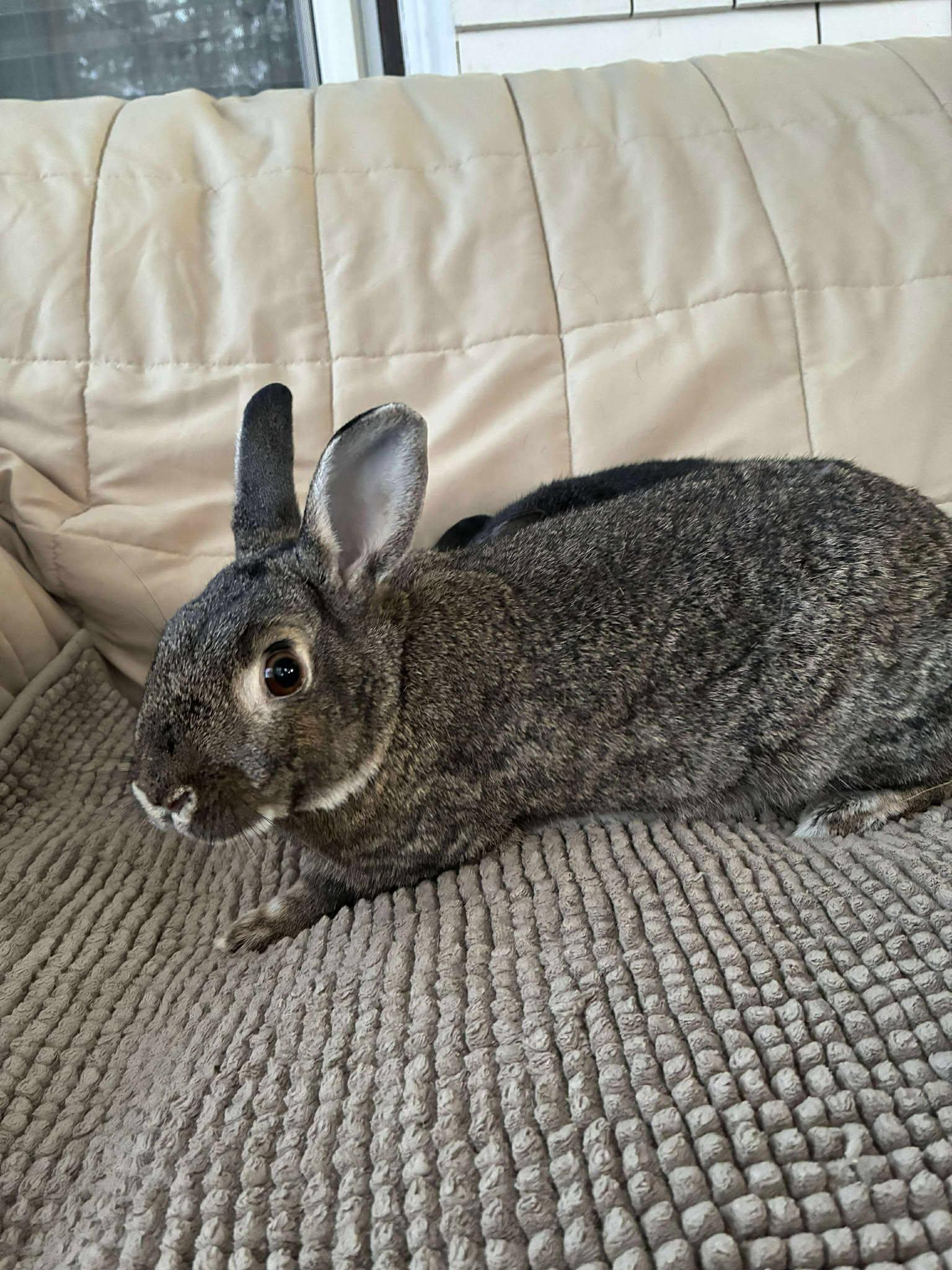 Enlarge Fawn (dark brown) *bonded with Rupert*, a Adoptable mixed breed in Westbrook, ME image 2/5