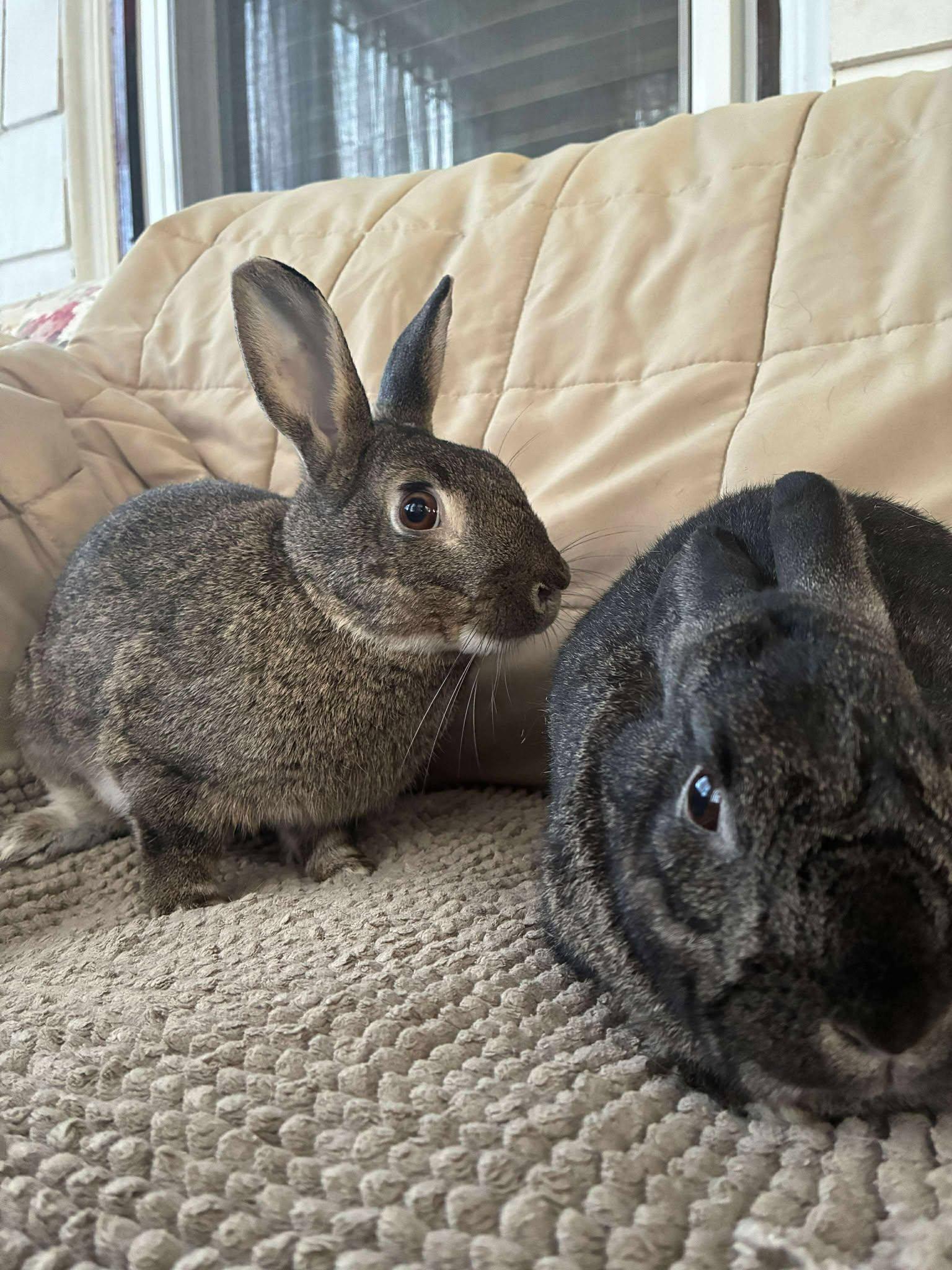 Enlarge Fawn (dark brown) *bonded with Rupert*, a Adoptable mixed breed in Westbrook, ME image 3/5